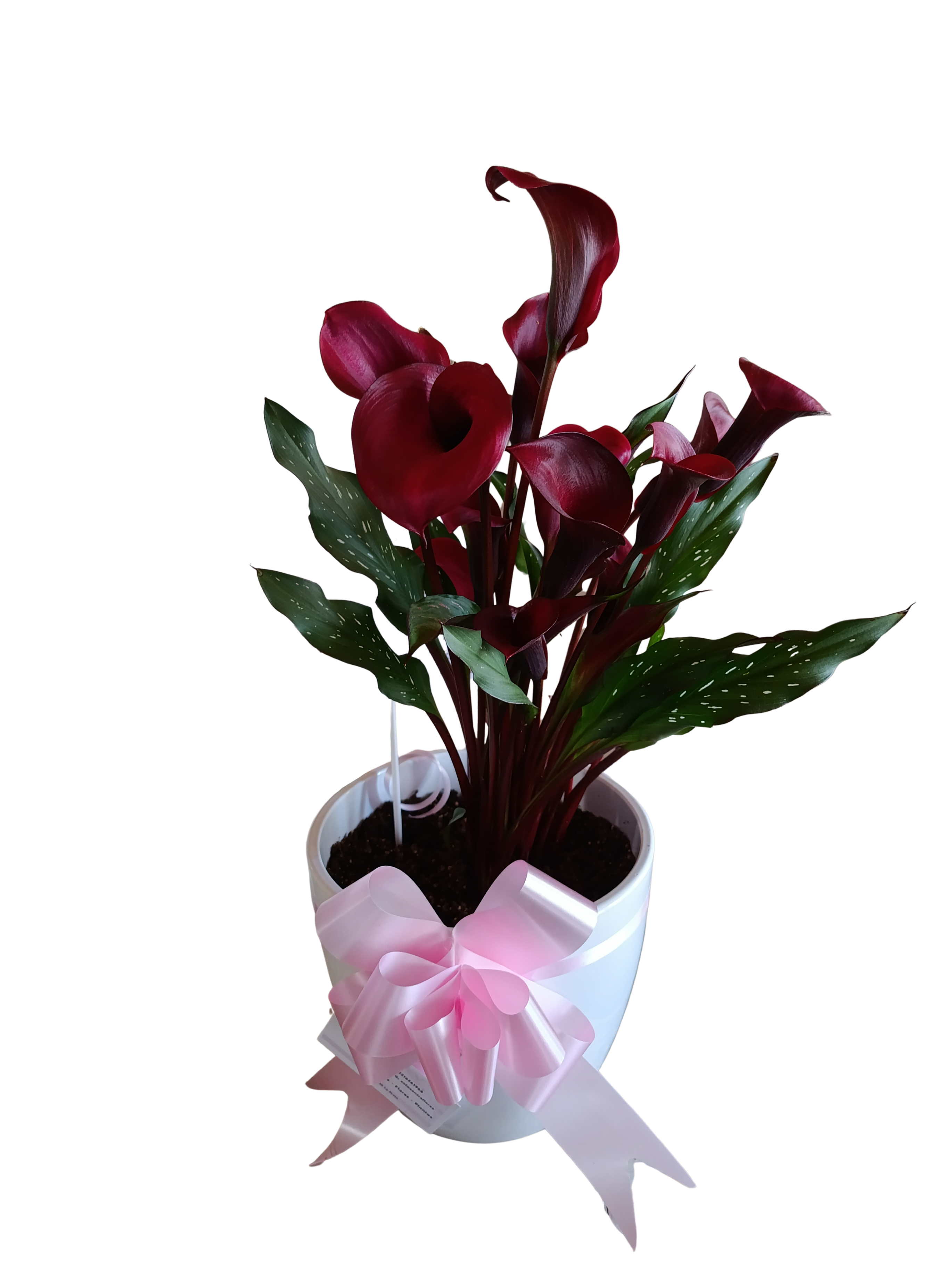 Regalo 8